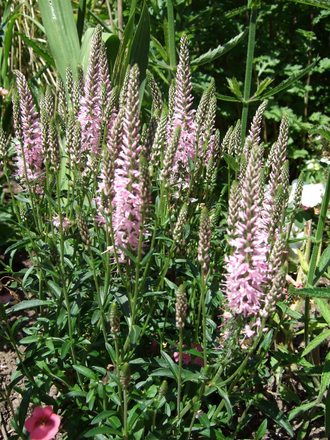 Veronica 'Pink Spires' (Veronica 'Pink Spires')