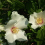 Philadelphus (Philadelphus)