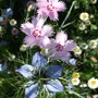 Dianthus___nigella