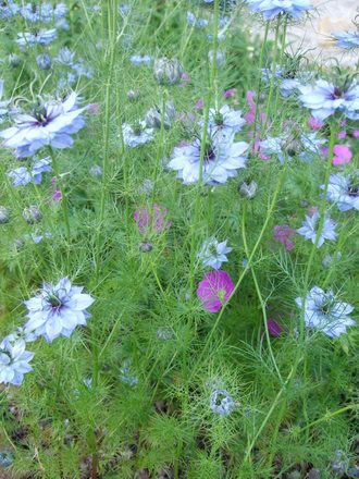 Flowers in the gravel. (Nigella damascena (Love-in-a-mist))