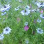Nigella damascena (Love-in-a-mist)