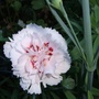 Dianthus_2