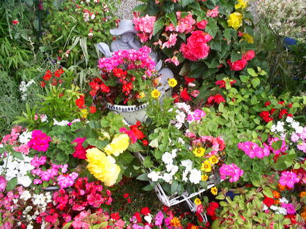 A garden flower photo
