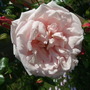 A pink rose on the trellis. (Rosa)