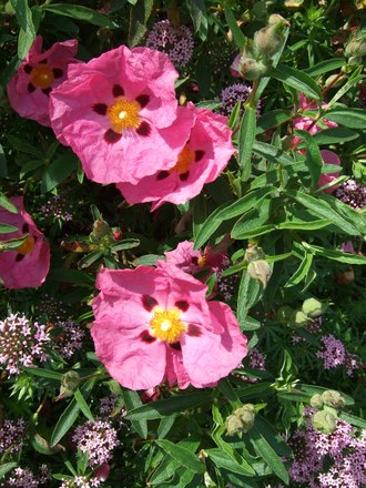 Cistus x purpureus. (Cistus x argenteus)