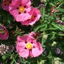 Cistus x purpureus. (Cistus x argenteus)