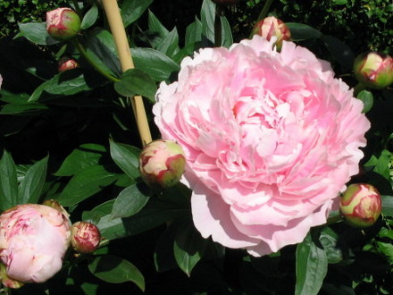 Peony Sarah Berhardt (PaeonyPaconiaceae)