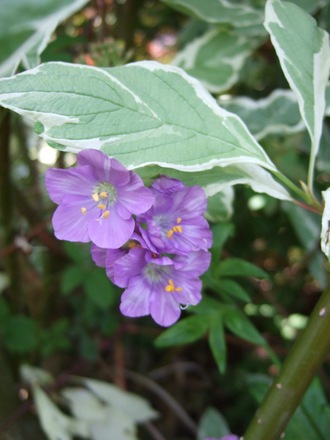 Polemonium caeruleum (Polemonium caeruleum)
