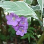 Polemonium_caeruleum