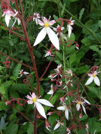 Saxifrage (Saxifraga stellaris (Starry Saxifrage))