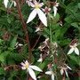 Saxifraga_stellaris