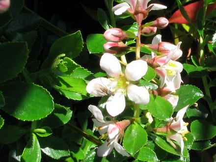 Escallonia Apple Blossom (Escallonia)