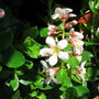 Escallonia