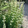 Sysyrinchium_striatum_1