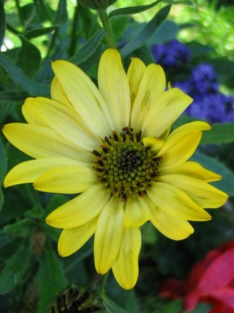 Osteospermum Tambero (Osteospermum)