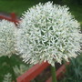 Dscf0333
