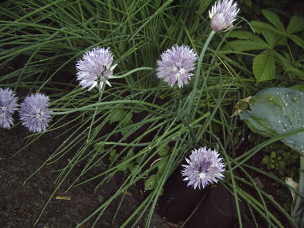Chives flowering (Allium schoenoprasum (Chives))