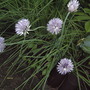 2008-06-06_chive_flowers