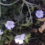 2008-06-06_flowers_from_seed_packet