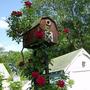 Red Blaze climbing on the birdhouse pole.