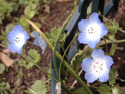 Nemophilia menziesii 'Baby Blue Eyes' from 'Old Fashioned Flower Garden' seed package. (Nemophilia menziesii 'Baby Blue Eyes')