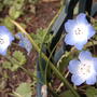 Nemophilia menziesii 'Baby Blue Eyes' from 'Old Fashioned Flower Garden' seed package. (Nemophilia menziesii 'Baby Blue Eyes')