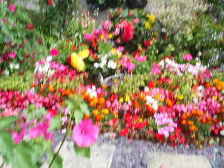 A garden flower photo