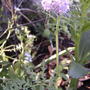 2008-06-09_037