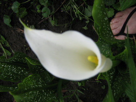 Ooops ...didn't expect that ugly old foot in there.the First of the callas to bloom... (Zantedechia)