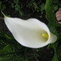 Ooops ...didn't expect that ugly old foot in there.the First of the callas to bloom... (Zantedechia)