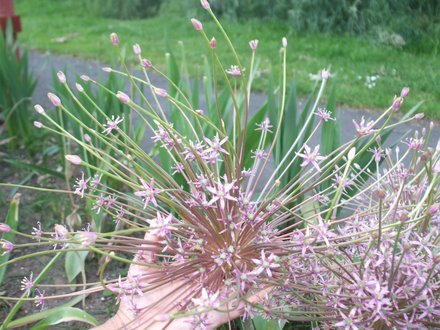 Allium schubertii 