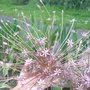 Allium schubertii 