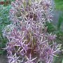 Allium3