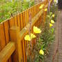 evening_primrose.jpg