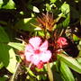 frist_pink_phloxs.jpg