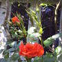 peach_rose. sunseeker jpg