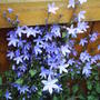 trailing_bell_flowers.jpg