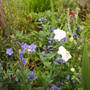 white_and_blue_campanula.jpg