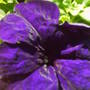purple_petunia.jpg
