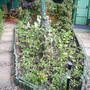 Pams_pics_204
