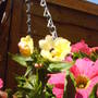 hanging_basket.jpg