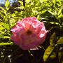pink_rose_on_arbor.jpg