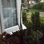 house_plant.jpg