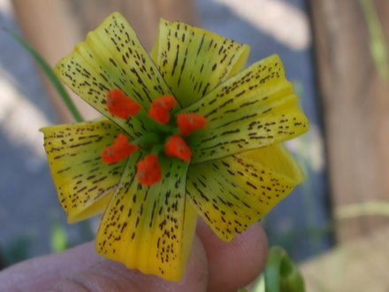 Lilium wigginsii Wiggins yellow lily