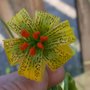 Yellow_lily