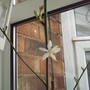flower_of_house_plant_ID.jpg
