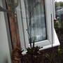 house_plant_long_flowering_stem.jpg