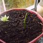 ginger_growing.jpg