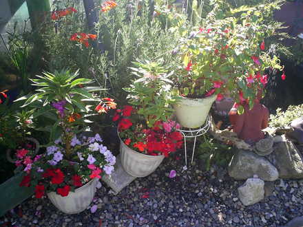 lucys pots