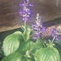 Blue Salvia (Salvia 'Mystic Spires Blue')